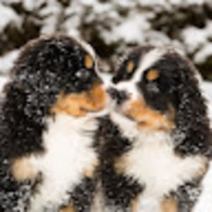 Meet your Posher, Eyal